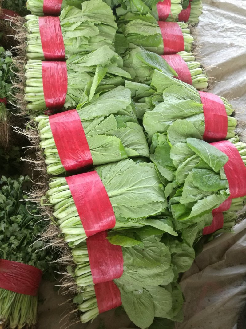 【优质】山东快菜，基地现货，价格不高，欢迎采购
