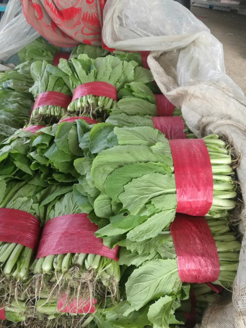 【优质】山东快菜，基地现货，价格不高，欢迎采购
