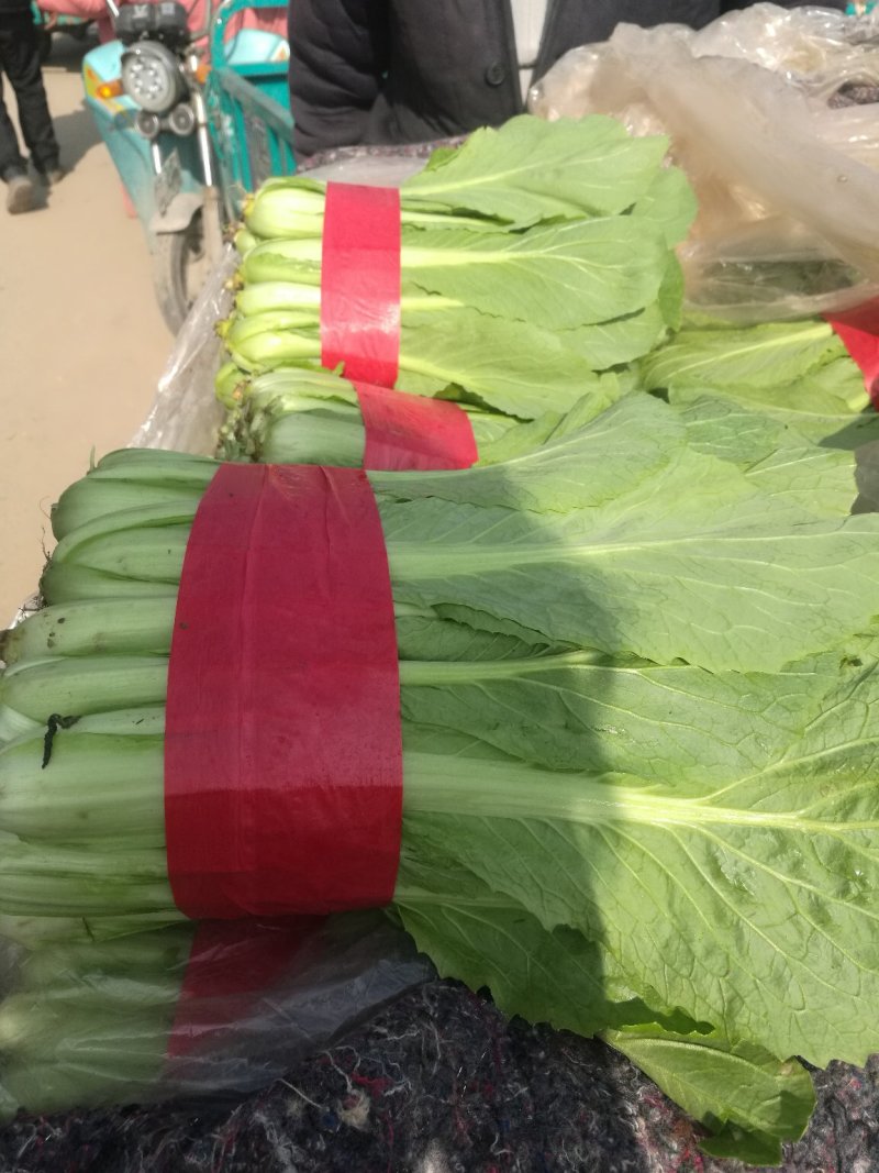 【优质】山东快菜，基地现货，价格不高，欢迎采购