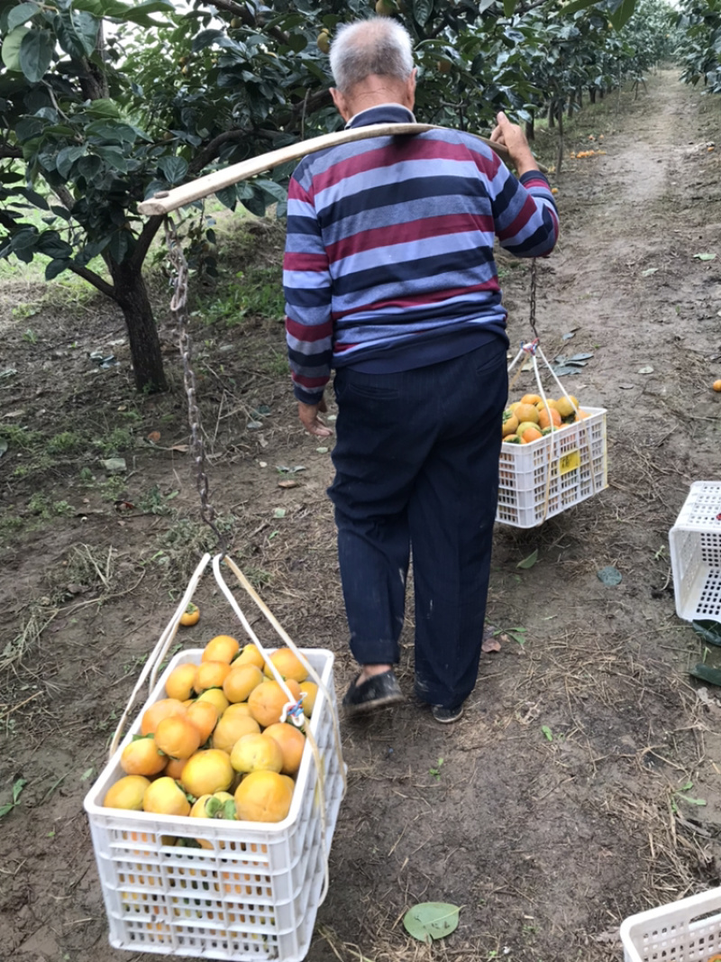 阳丰脆甜柿需要老板联系。可大量收购。自家也在种植