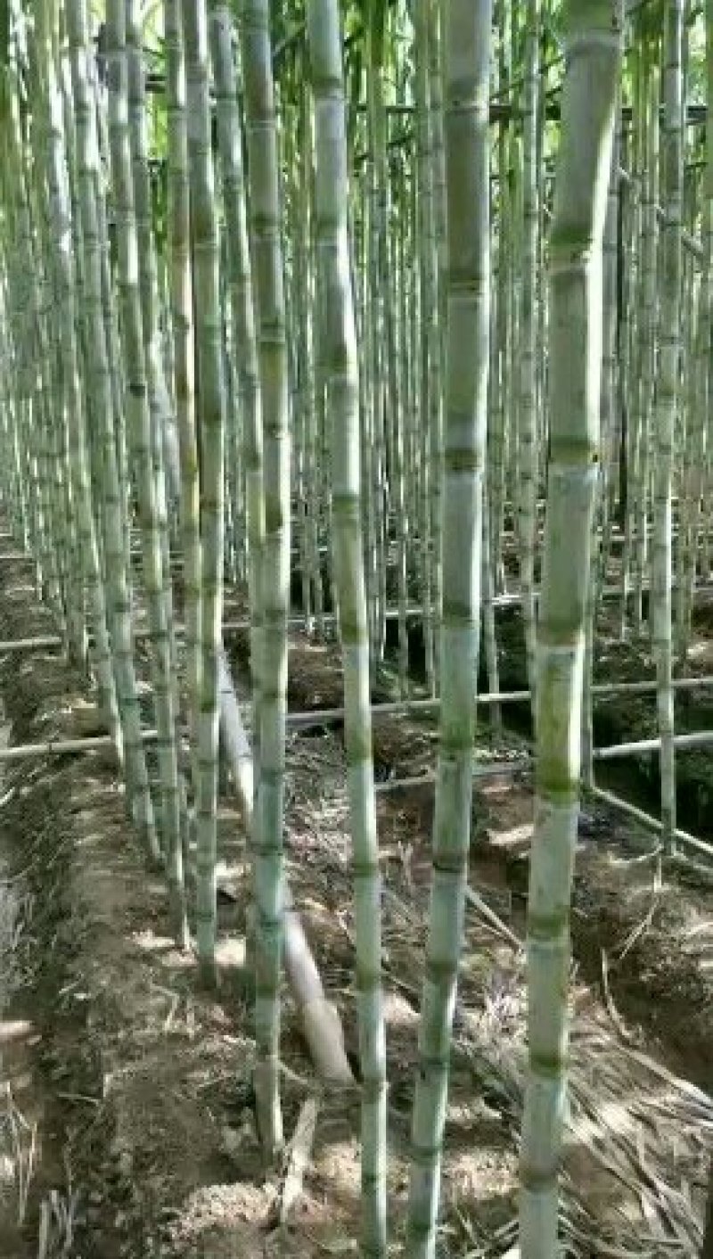 番禺甘蔗马上上市了，欢迎全国老板过来订购考察一下，，，