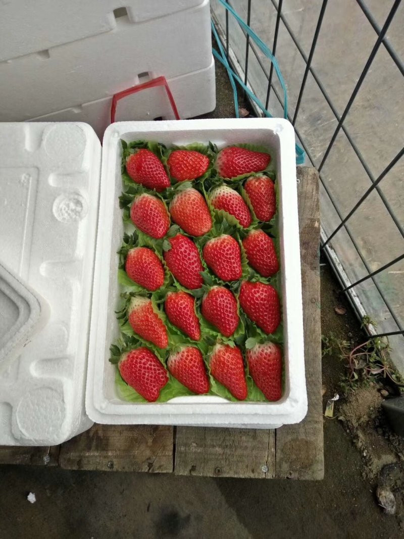 草莓精品甜宝草莓口感甜爽物美价廉产地批发