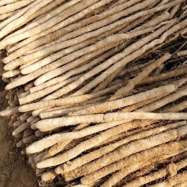 小白嘴山药生产基地，直接供应