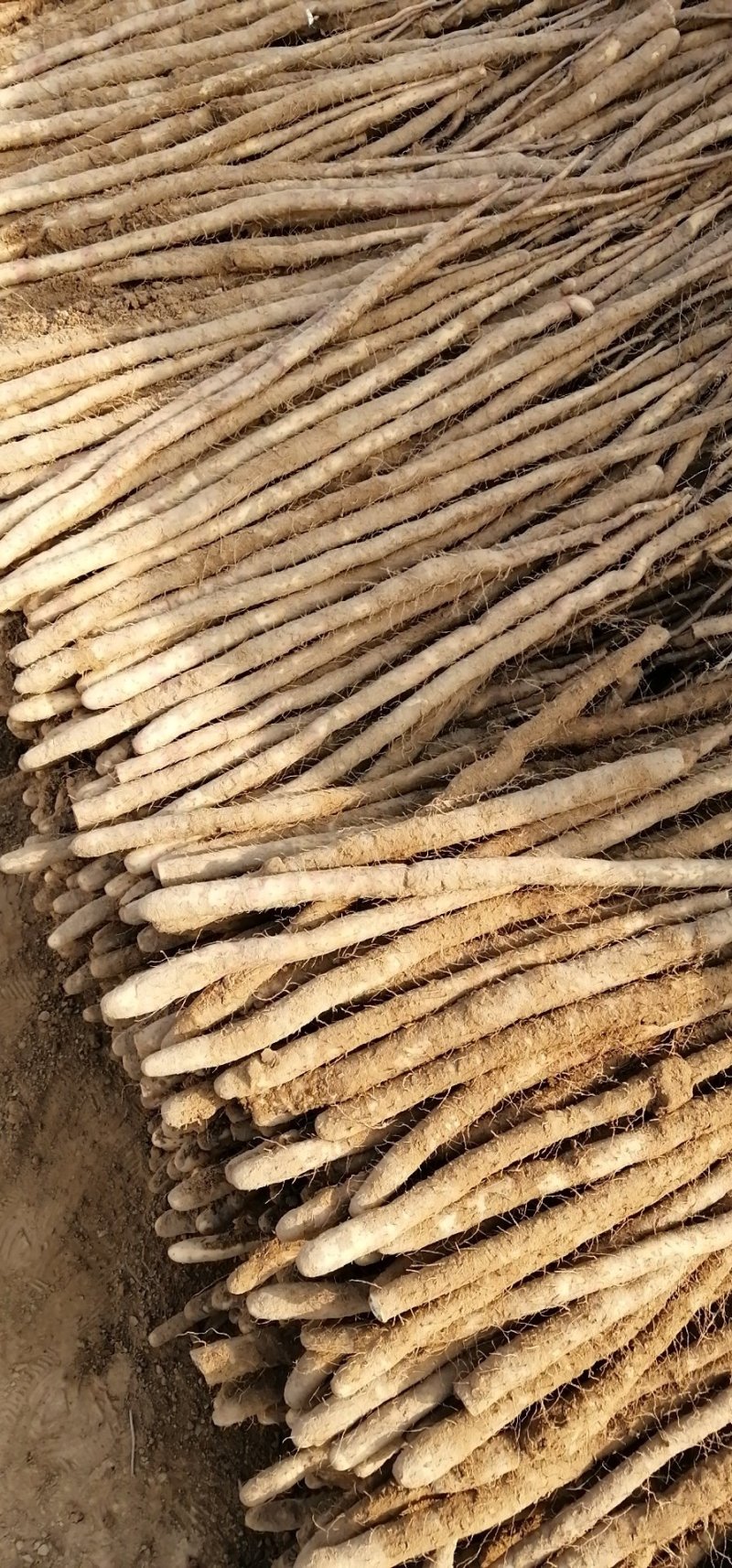 小白嘴山药生产基地，直接供应