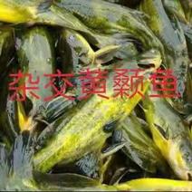 【畅销】大口鲢鱼供技术指导成活率高