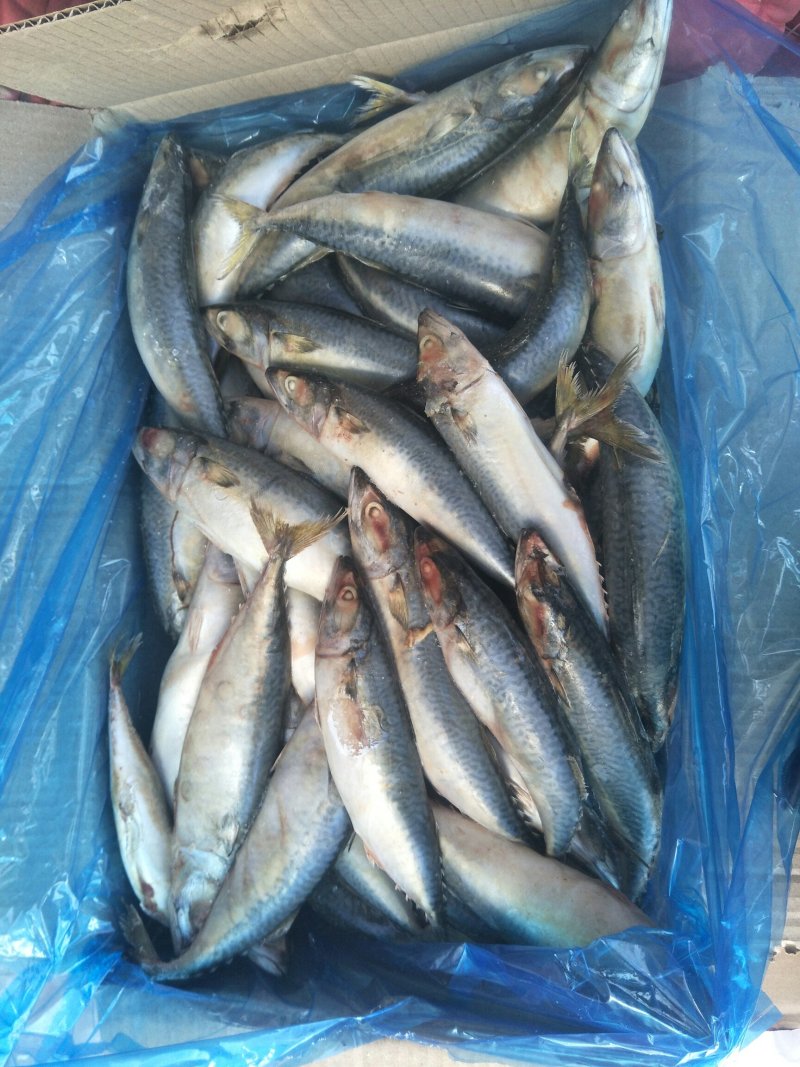 鲅鱼