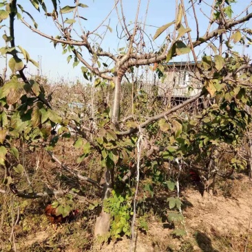 樱桃树3..........15公分，货源充足