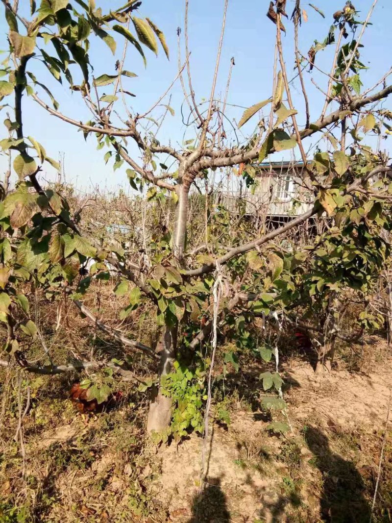 樱桃树3..........15公分，货源充足