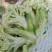 精品有机菜花