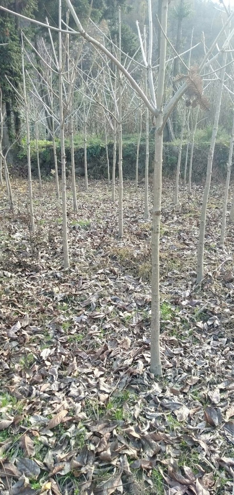 七叶树