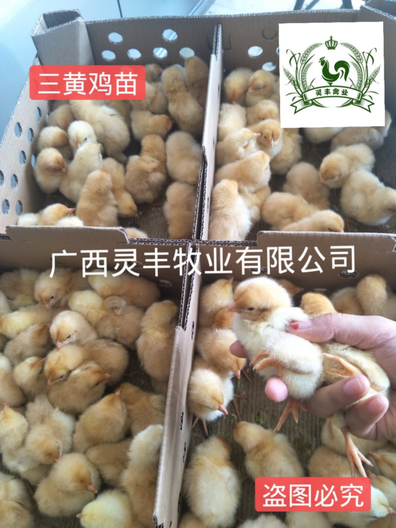 三黄鸡苗【高销量热卖】《有经营许可证》买卖更放心