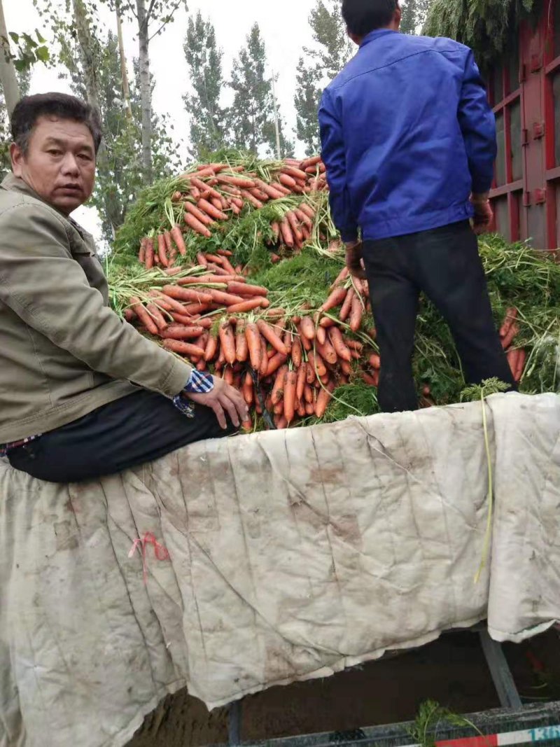 正在大量上市，水洗红萝卜，可以冷藏，走市厂，