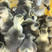 汕头狮头鹅苗10只起发全国运输量大从优全国发货