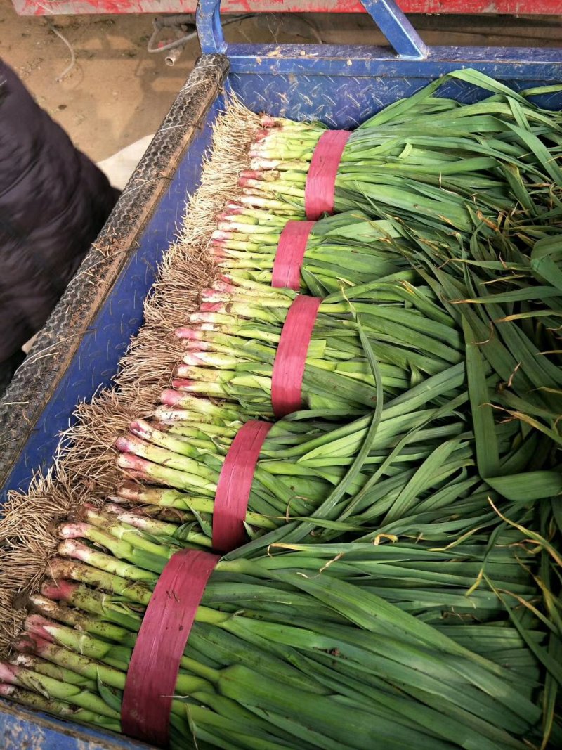 【红根蒜苗】，根红叶绿，大量供应，精品手工