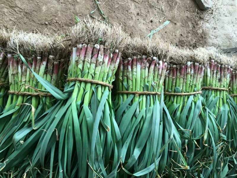 【红根蒜苗】，根红叶绿，大量供应，精品手工