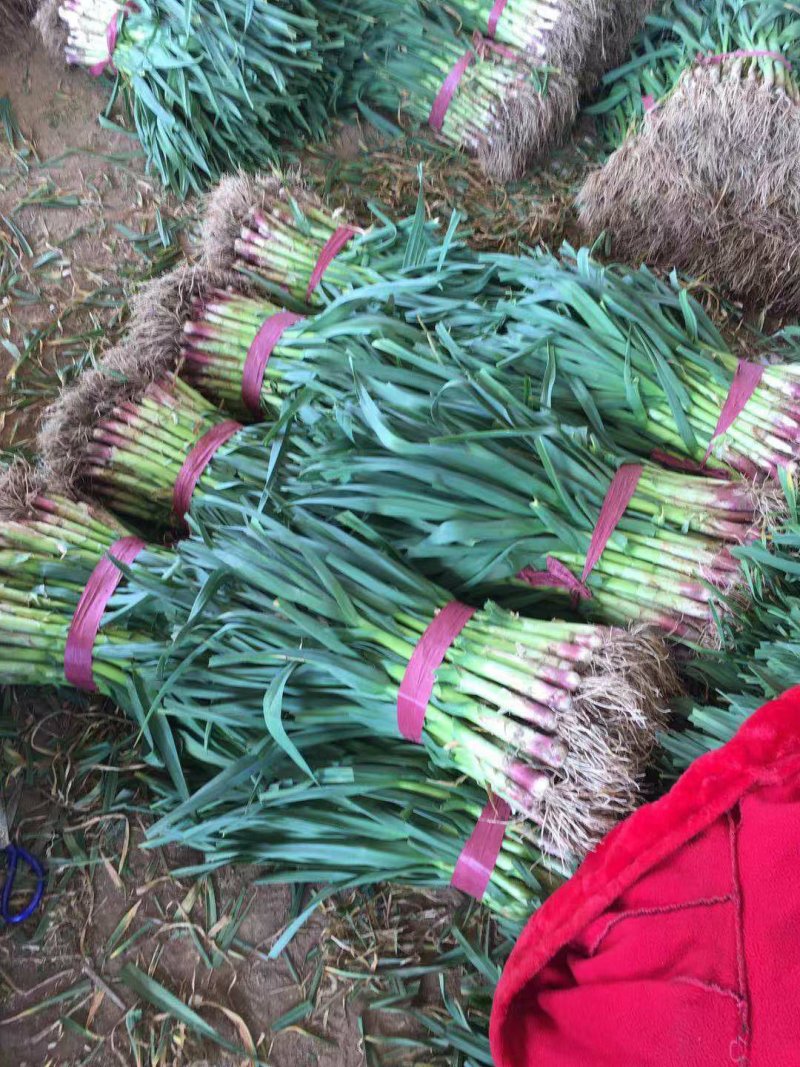 【红根蒜苗】，根红叶绿，大量供应，精品手工
