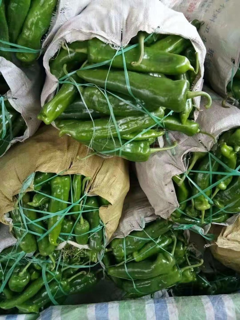 夏邑县大棚鲜辣椒301大量上市，万亩产地，代收代发全国