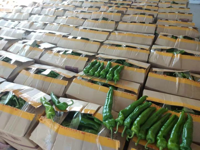 夏邑县大棚鲜辣椒301大量上市，万亩产地，代收代发全国