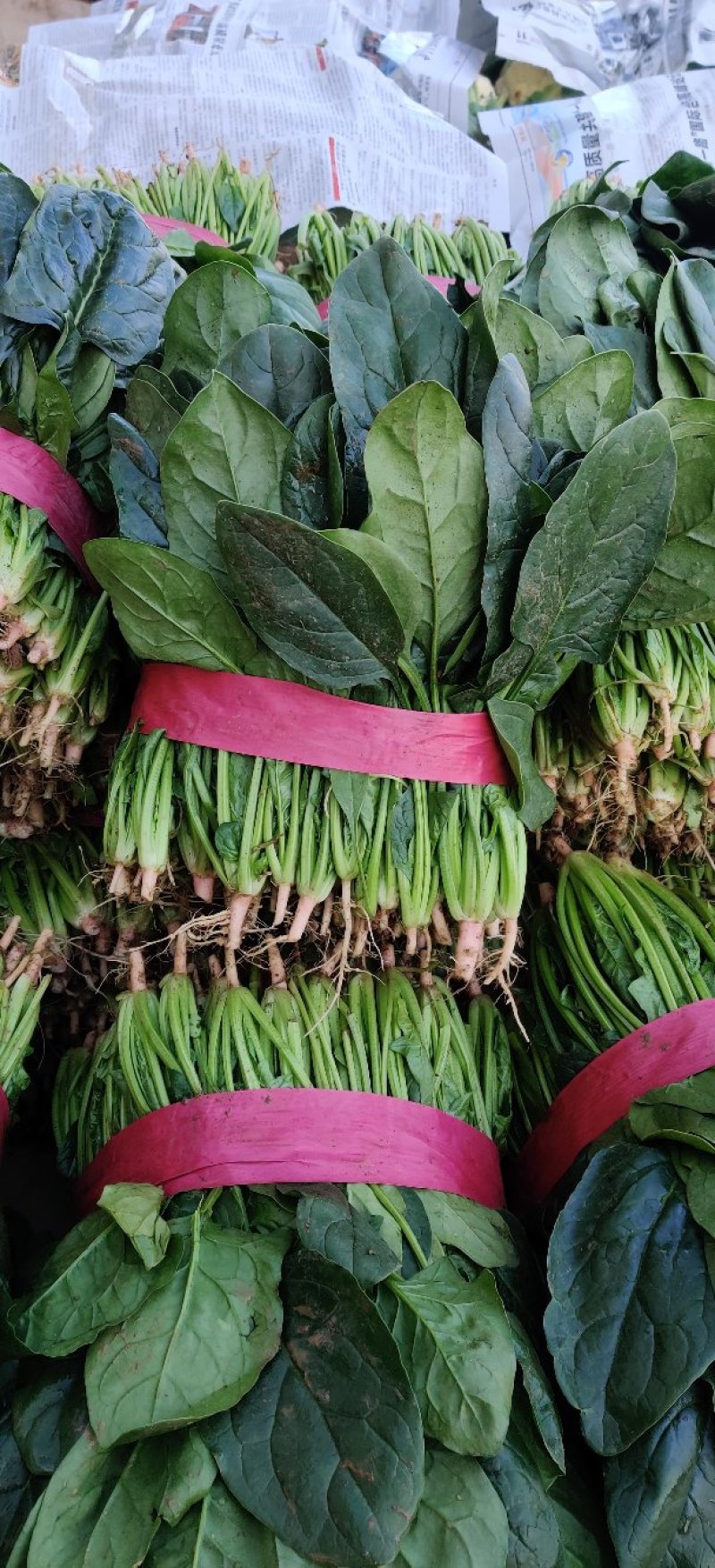 【有好货】大叶菠菜黑叶/圆叶红根精品现货高22-25公分批发