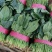 【有好货】大叶菠菜黑叶/圆叶红根精品现货高22-25公分批发