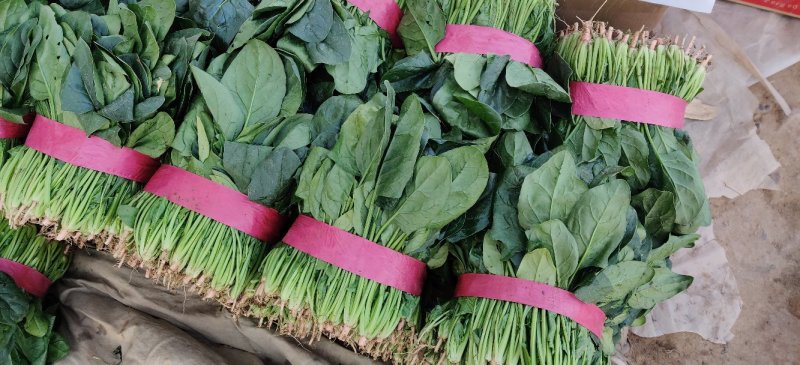 【有好货】大叶菠菜黑叶/圆叶红根精品现货高22-25公分批发