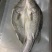 海鲈鱼加州鲈鱼
