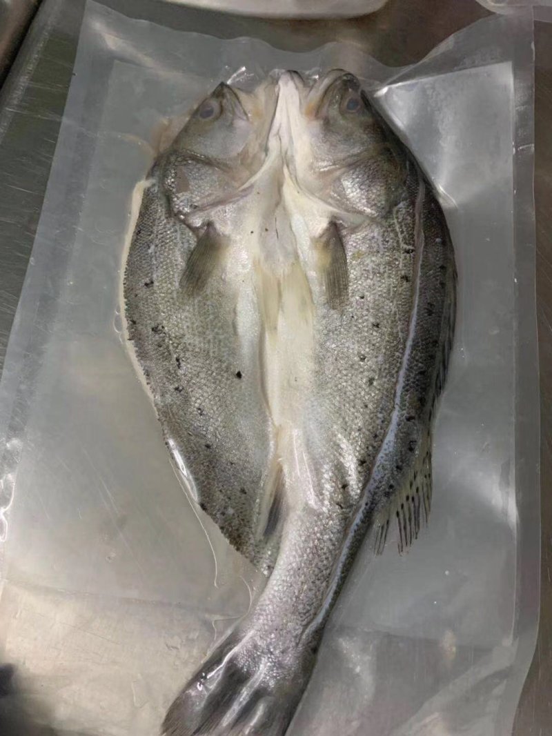 海鲈鱼加州鲈鱼