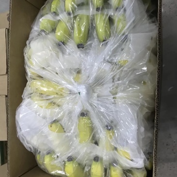 菲律宾，进口蕉，青蕉，熟蕉，我们更专业
