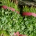 【精品优选】大叶香菜四季供应全国批发规格齐全一手货源量大