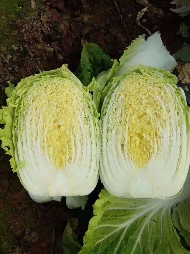 黄心精品玲珑黄，黄心大颗白菜大量供货，基地直供，