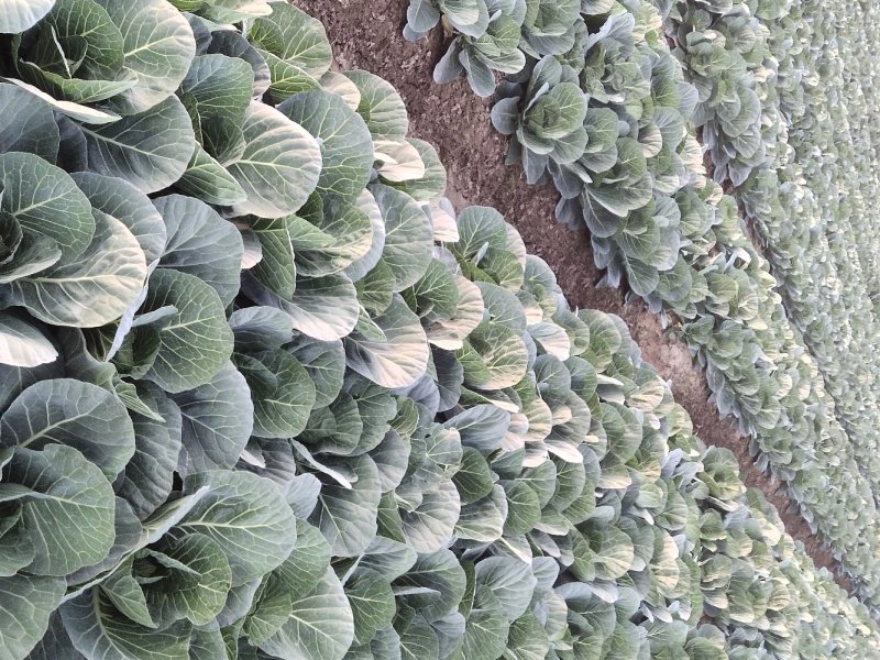 大面积种植紫甘蓝.青甘蓝平包菜能为客户调配车子以及食宿。