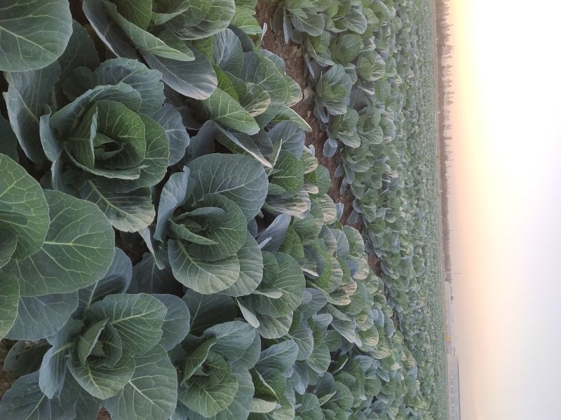 大面积种植紫甘蓝.青甘蓝平包菜能为客户调配车子以及食宿。