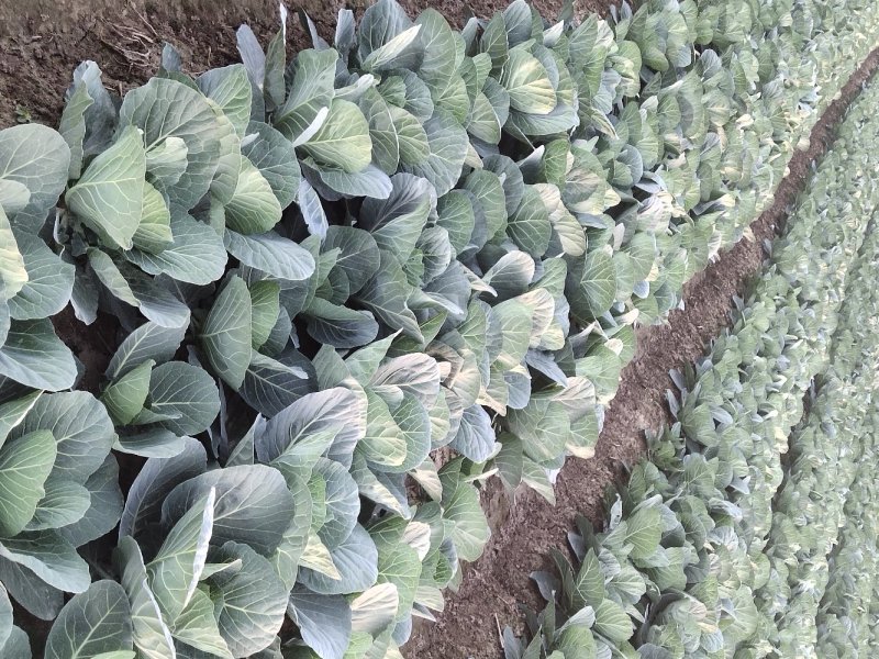 大面积种植紫甘蓝.青甘蓝平包菜能为客户调配车子以及食宿。