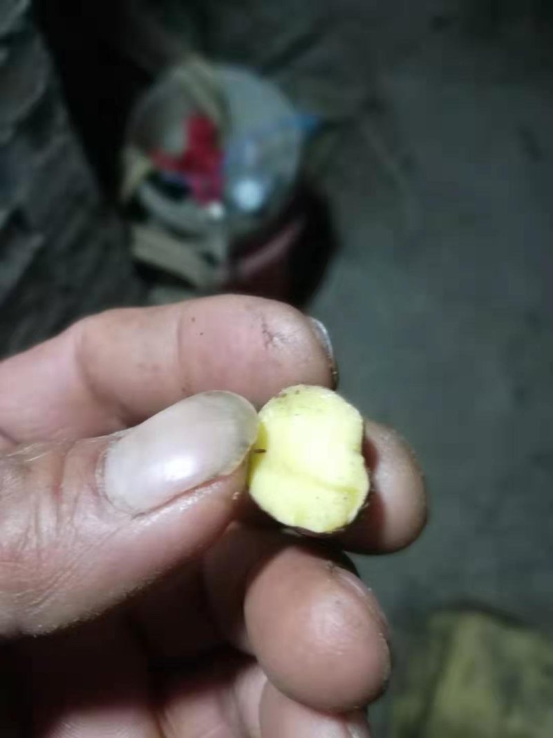 油茶籽贵州黔东南产地供应