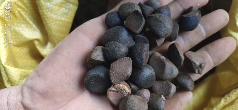 油茶籽贵州黔东南产地供应