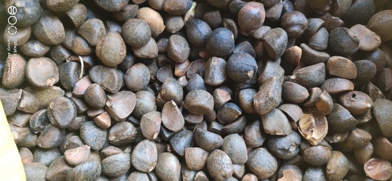 油茶籽贵州黔东南产地供应