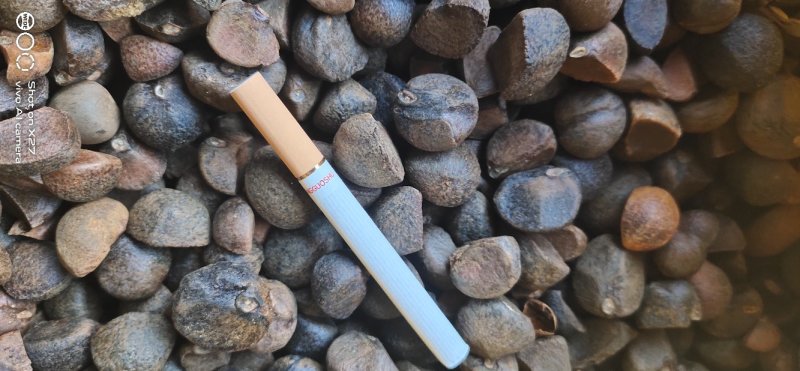 油茶籽贵州黔东南产地供应