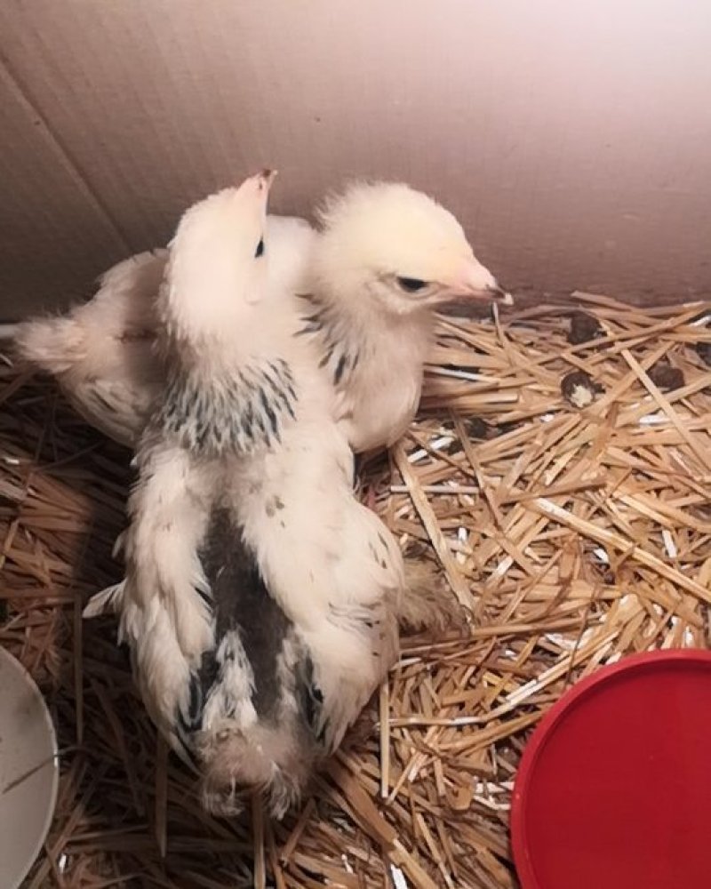 梵天鸡价格观赏鸡批发养殖场婆罗门观赏鸡