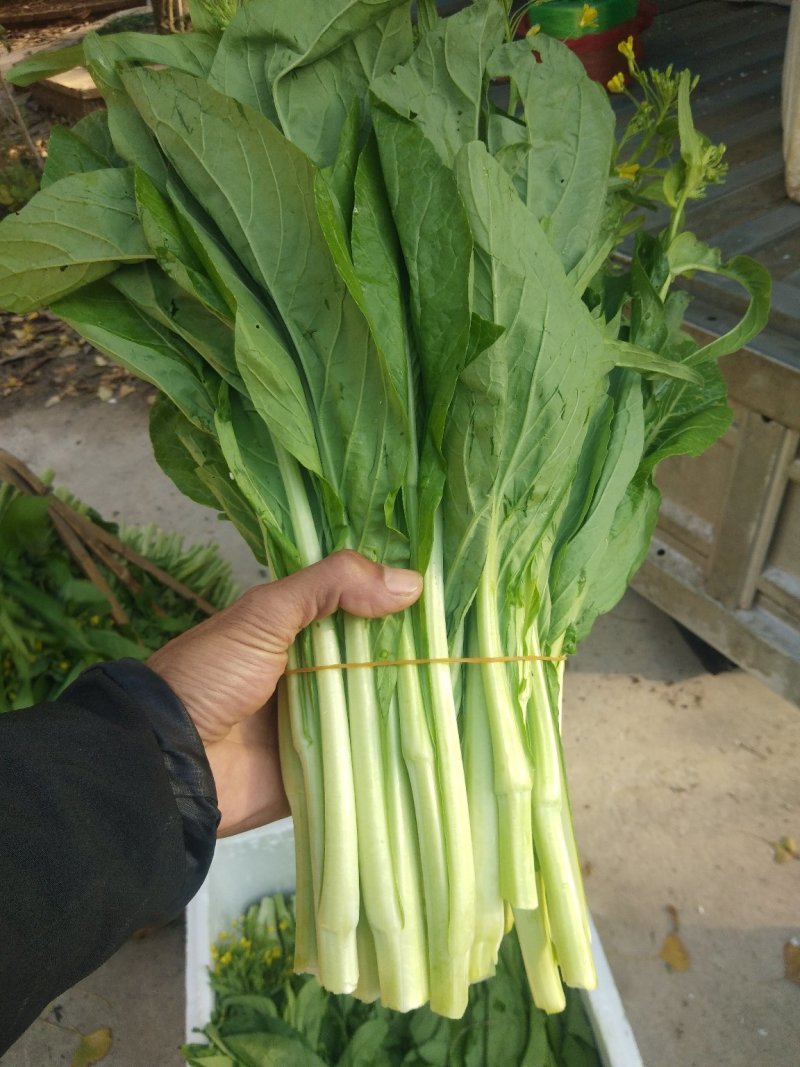 白菜苔菜心产地直供支持全国发货欢迎来电资询洽谈合作共赢