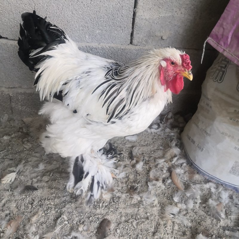 梵天鸡价格观赏鸡批发养殖场婆罗门观赏鸡
