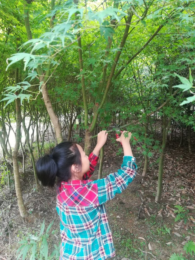五角枫日本红枫