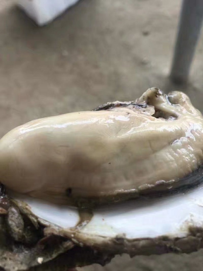 生蚝