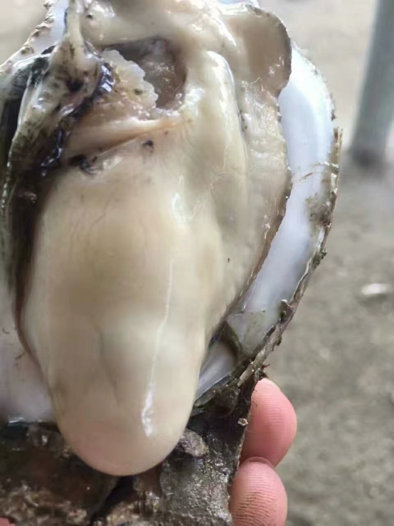 生蚝