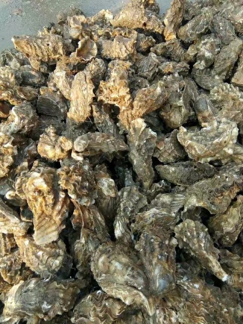 生蚝