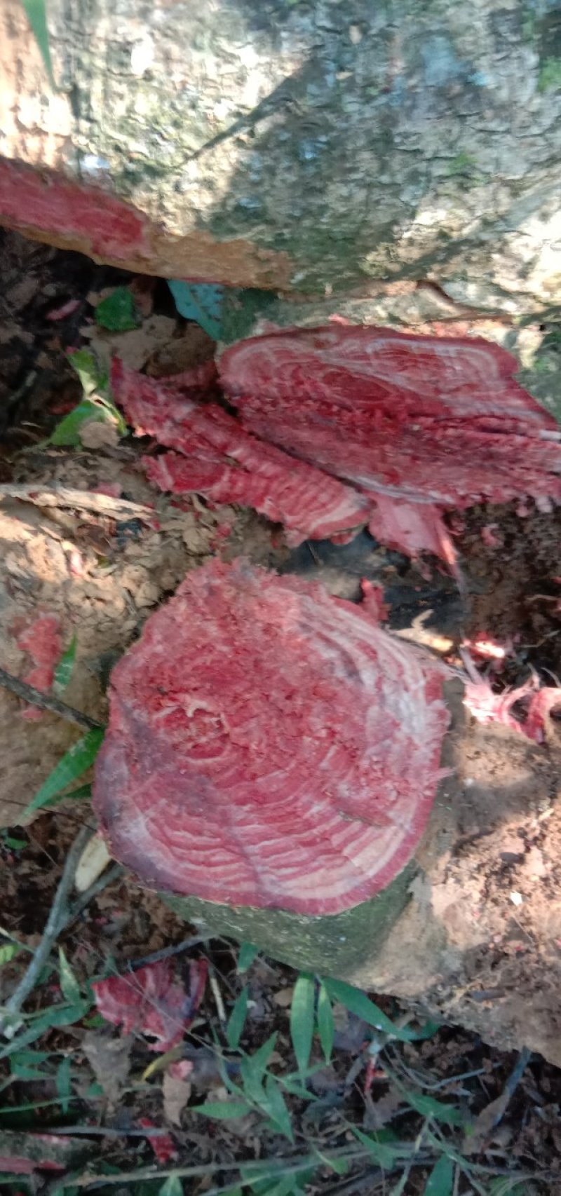 过江龙湿货，野生货大小统货都有！不包邮