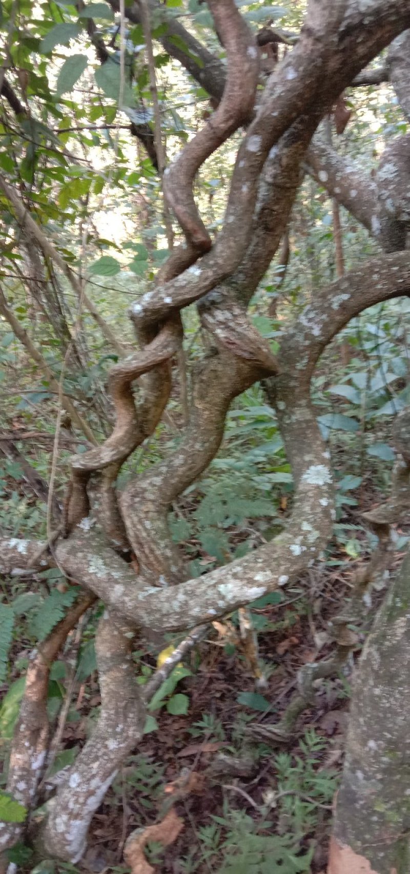 过江龙湿货，野生货大小统货都有！不包邮