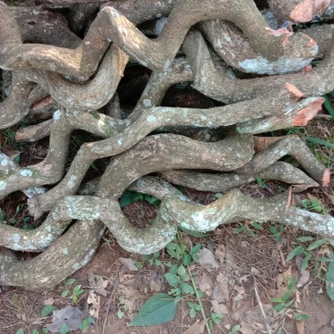 过江龙湿货，野生货大小统货都有！不包邮