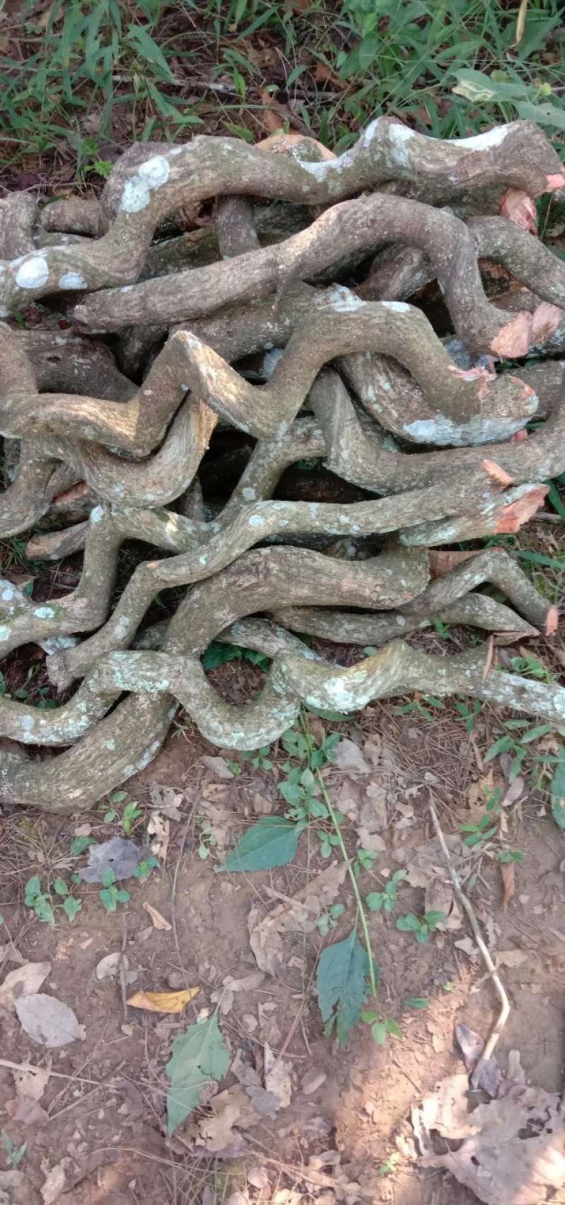 过江龙湿货，野生货大小统货都有！不包邮