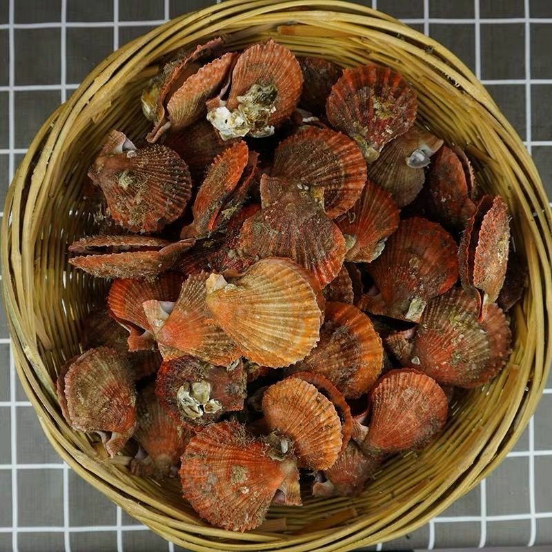 [一件代发】包邮扇贝5斤