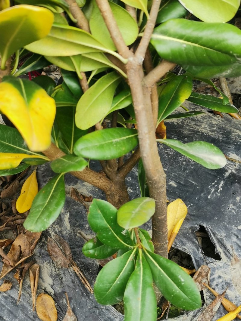 海桐毛笼子宝珠香毛笼子